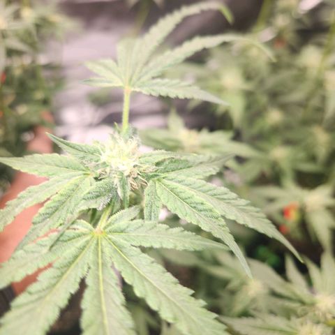 Gorilla Runtz growlog timeline photo