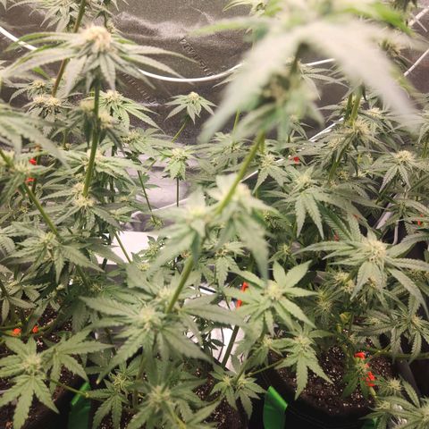 Gorilla Runtz growlog timeline photo