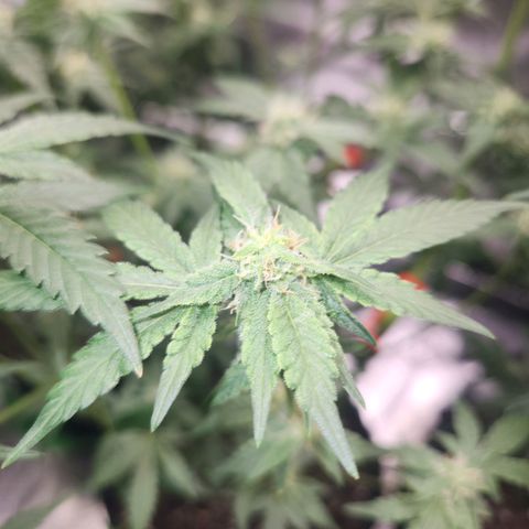 Gorilla Runtz growlog timeline photo