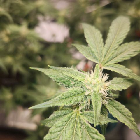 Gorilla Runtz growlog timeline photo