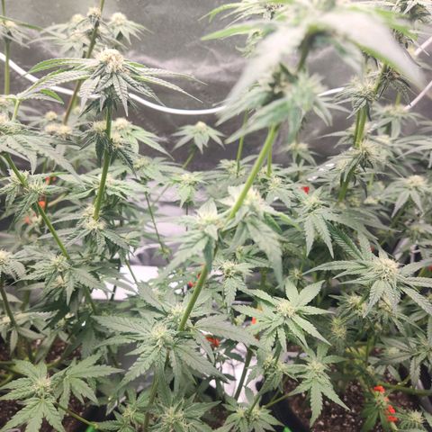 Gorilla Runtz growlog timeline photo