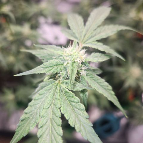 Gorilla Runtz growlog timeline photo