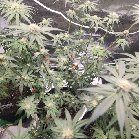 White Heat growlog timeline photo