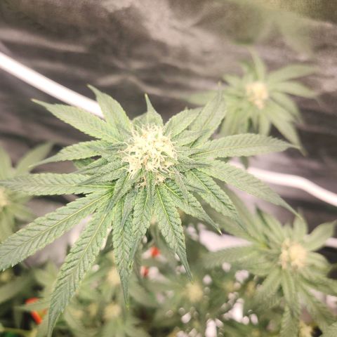 White Heat growlog timeline photo