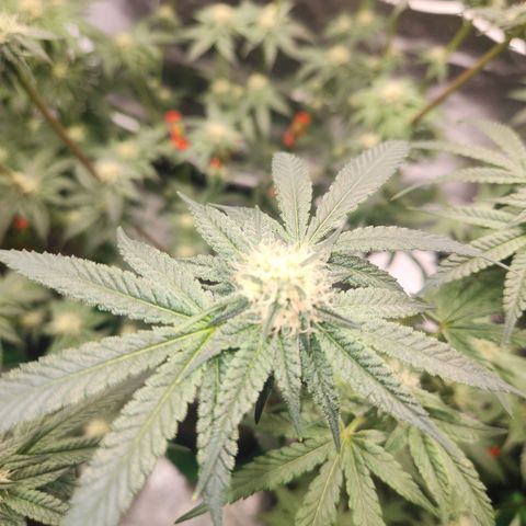 White Heat growlog timeline photo
