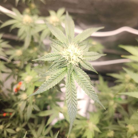 White Heat growlog timeline photo