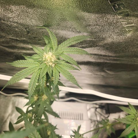 White Heat growlog timeline photo
