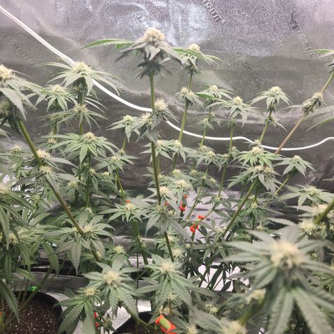 White Heat growlog timeline photo