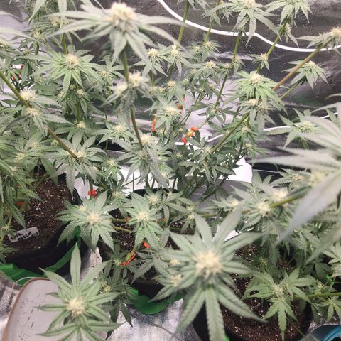 White Heat growlog timeline photo