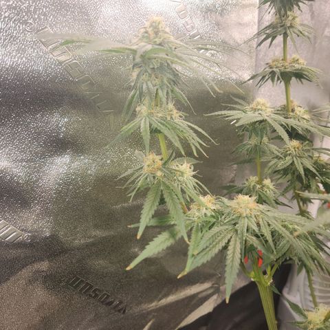 Sour Patch Kiss growlog timeline photo