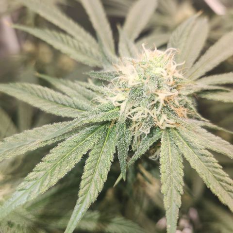 Sour Patch Kiss growlog timeline photo