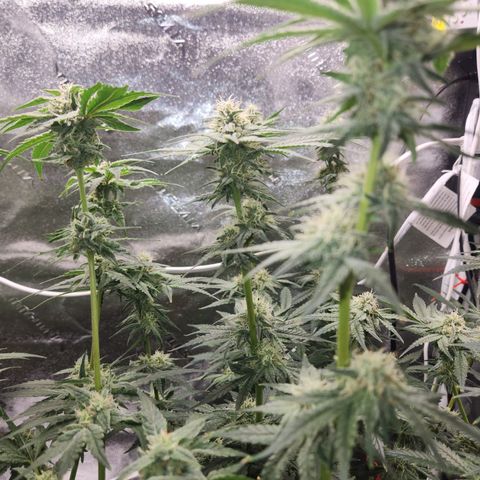 Sour Patch Kiss growlog timeline photo