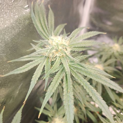 Sour Patch Kiss growlog timeline photo