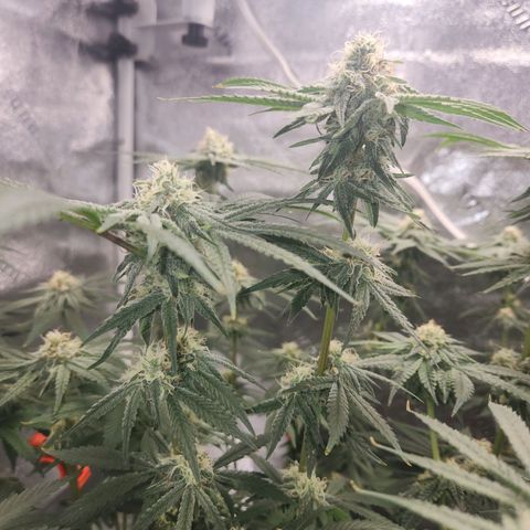 Sour Patch Kiss growlog timeline photo