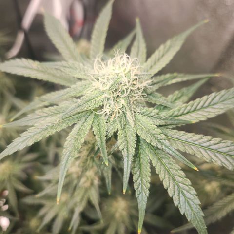 Sour Patch Kiss growlog timeline photo