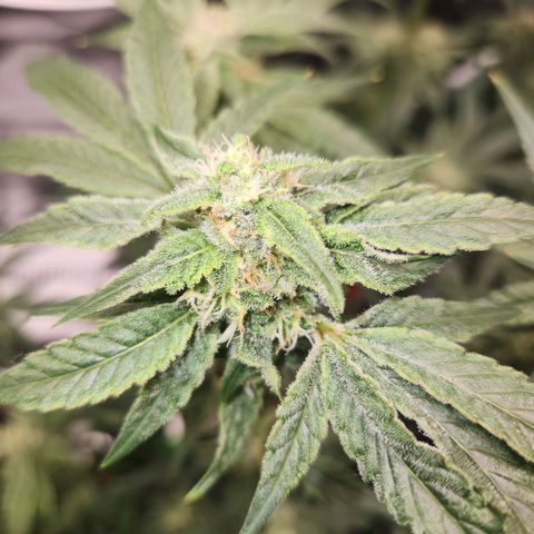 Sour Patch Kiss growlog timeline photo