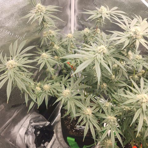 Sour Patch Kiss growlog timeline photo