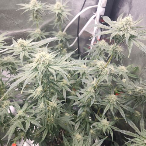 Sour Patch Kiss growlog timeline photo