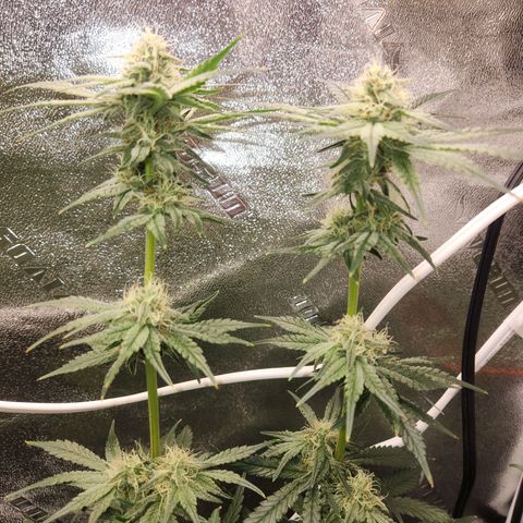 Sour Patch Kiss growlog timeline photo