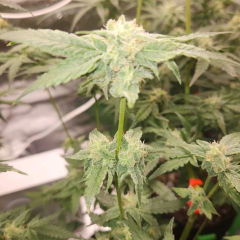 Gorilla Runtz growlog timeline photo