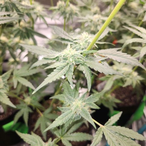 Gorilla Runtz growlog timeline photo
