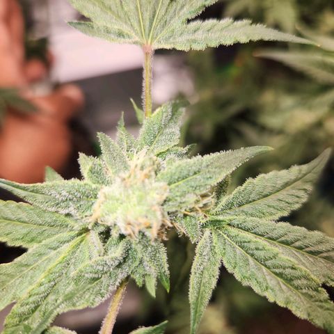 Gorilla Runtz growlog timeline photo