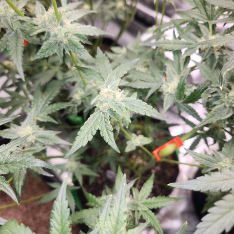 Gorilla Runtz growlog timeline photo