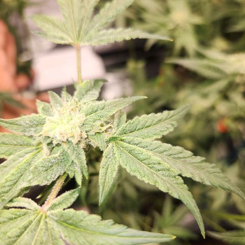 Gorilla Runtz growlog timeline photo