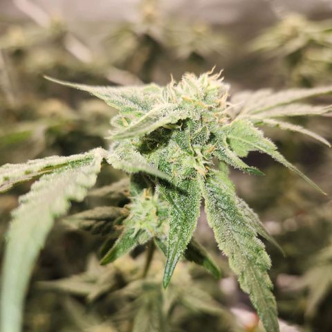 Gorilla Runtz growlog timeline photo