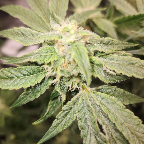 Gorilla Runtz growlog timeline photo