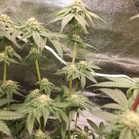 White Heat growlog timeline photo