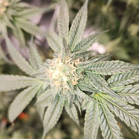 White Heat growlog timeline photo