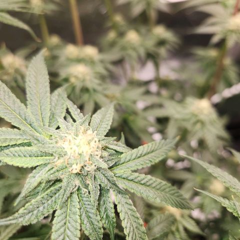 White Heat growlog timeline photo