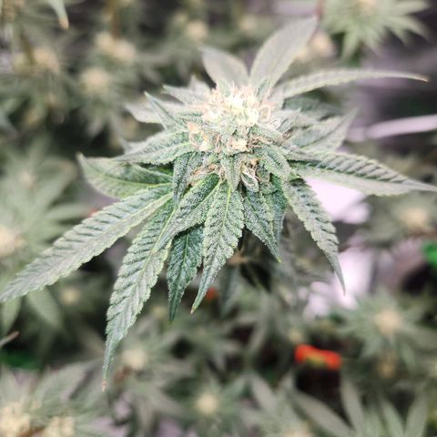 White Heat growlog timeline photo