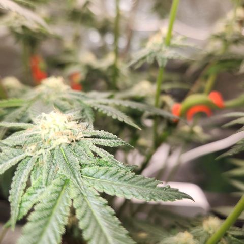 White Heat growlog timeline photo