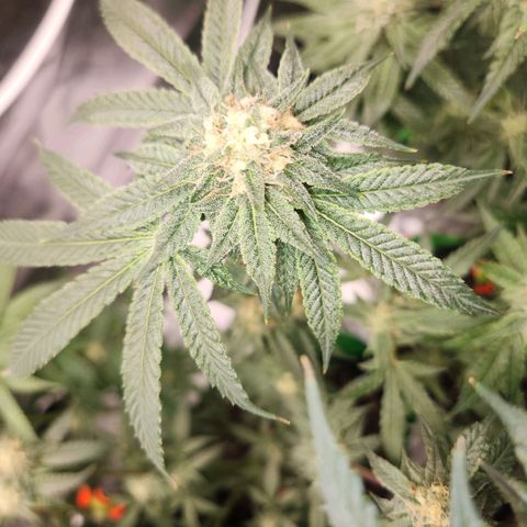 White Heat growlog timeline photo