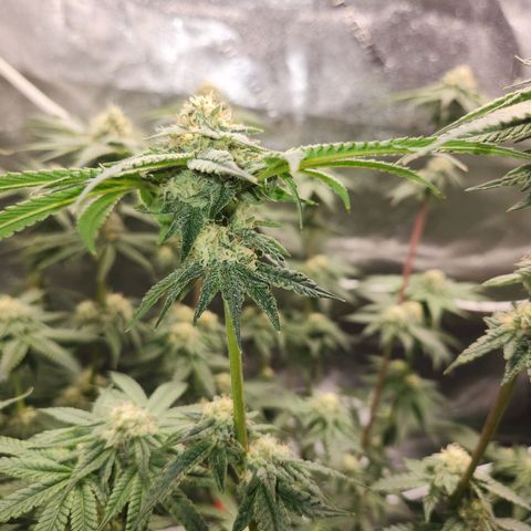White Heat growlog timeline photo