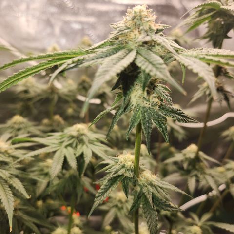 White Heat growlog timeline photo