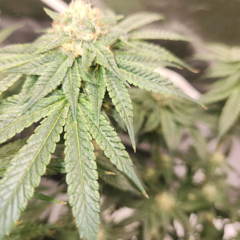 White Heat growlog timeline photo