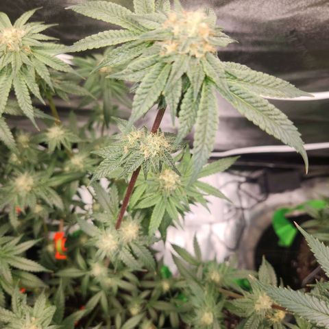 White Heat growlog timeline photo