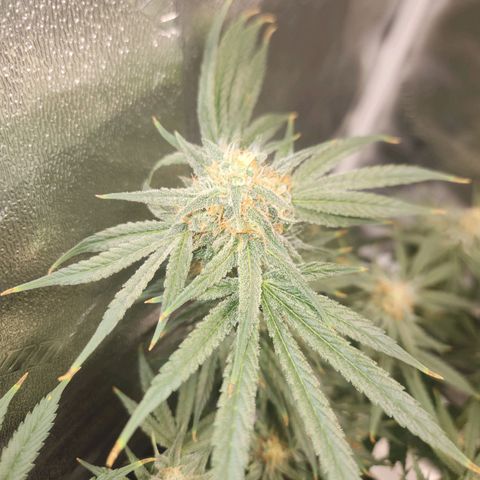 Sour Patch Kiss growlog timeline photo