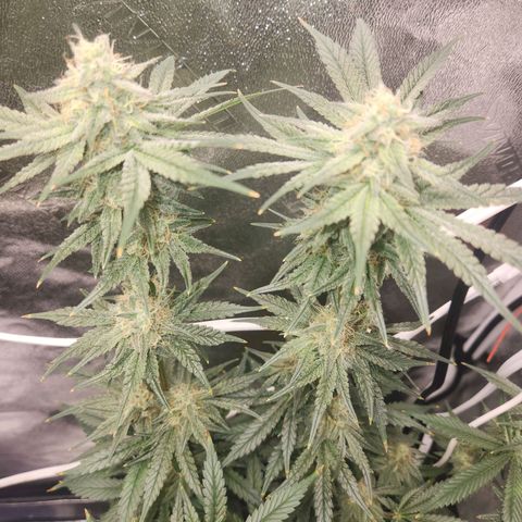 Sour Patch Kiss growlog timeline photo