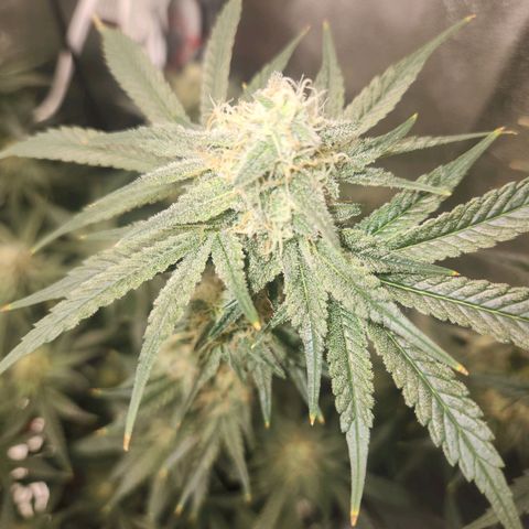 Sour Patch Kiss growlog timeline photo