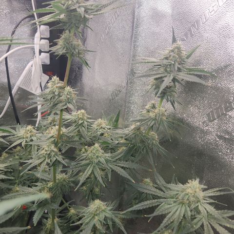 Sour Patch Kiss growlog timeline photo