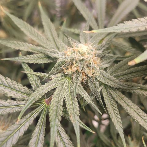 Sour Patch Kiss growlog timeline photo