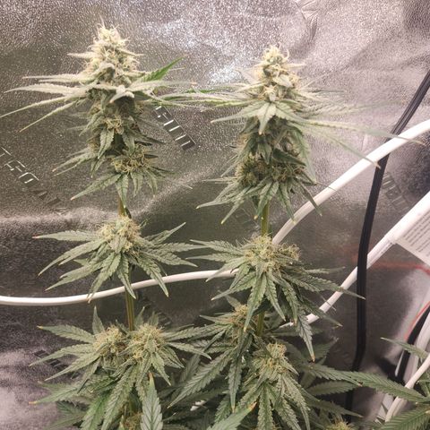 Sour Patch Kiss growlog timeline photo