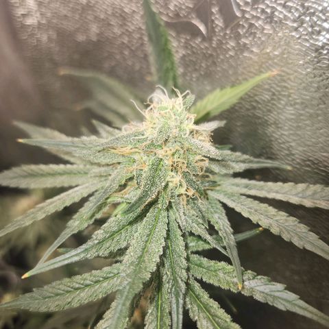 Sour Patch Kiss growlog timeline photo