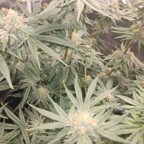 Sour Patch Kiss growlog timeline photo