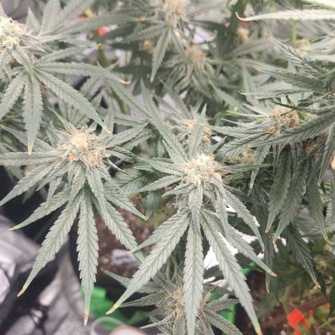 Sour Patch Kiss growlog timeline photo