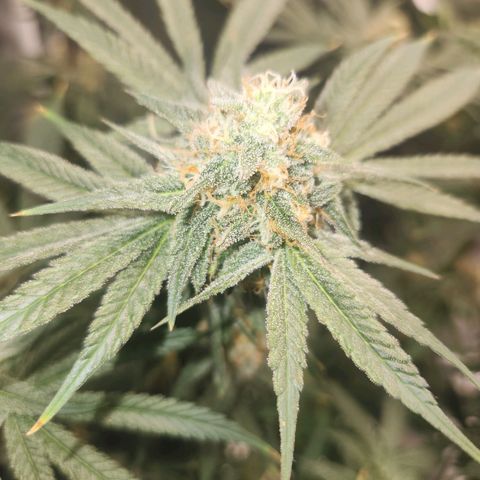 Sour Patch Kiss growlog timeline photo